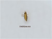 藏品(雙帶長苔蛾)的圖片